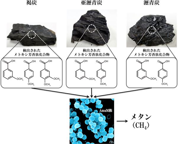 図　各種石炭から検出されたメトキシ芳香族化合物とメタン生成菌