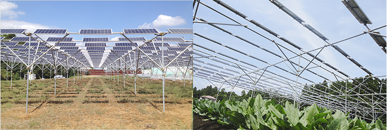 図　一般社団法人ソーラーシェアリング協会が千葉市緑区に設置したソーラーシェアリングの実証実験施設