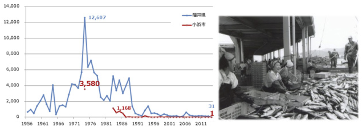 図　福井県と小浜市の鯖漁獲量の推移（左）。1976年をピークに急激に下落している。左側は大量の水揚げがあり、活気があった旧小浜漁港の様子