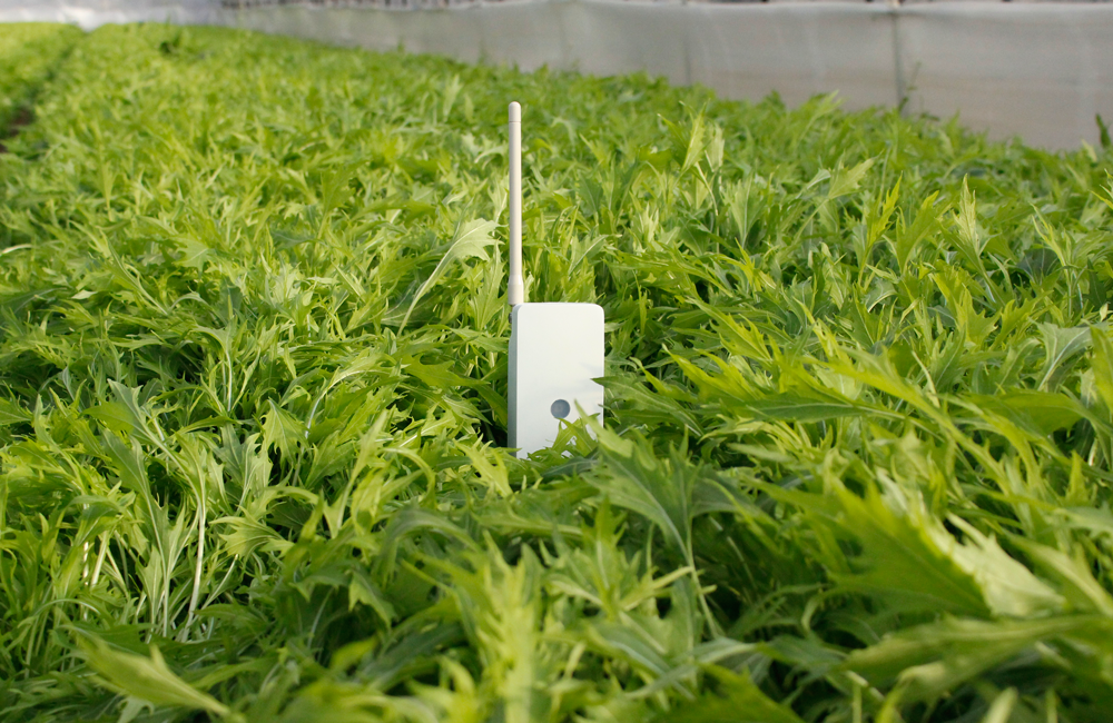 図　SenSprout Proのセンサーを設置した農地
