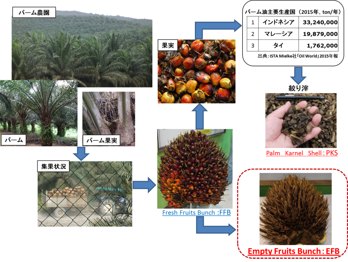 図　パーム椰子の樹に房状になる実を取り出すとEFBが残る