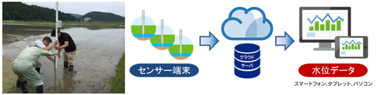 図　水田にセンサーを据え付けているところ（左）。右はセンサーが検知したデータの流れ