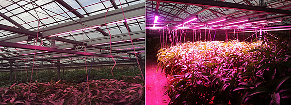 図　LED照明で日照不足に対応する実験の様子