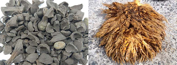 図　燃料として使用するパーム椰子殻（左）と、パームの実を取り出した後の房（EFB：右）