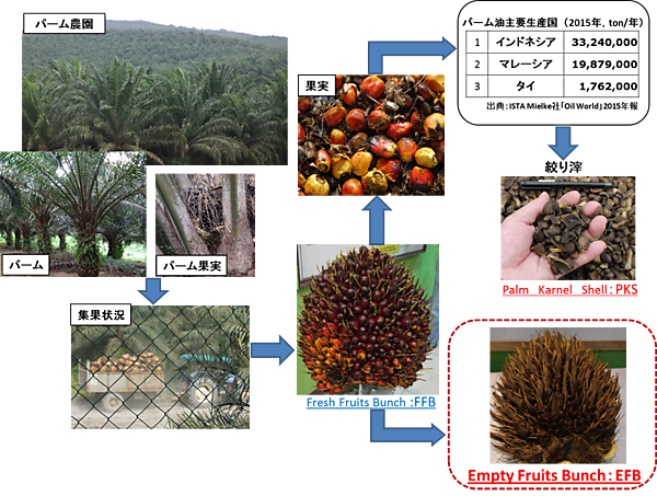 図　パーム椰子の樹に房状になる実を取り出すとEFBが残る