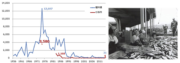 図　福井県と小浜市の鯖漁獲量の推移（左）。1976年をピークに急激に下落している。左側は大量の水揚げがあり、活気があった旧小浜漁港の様子